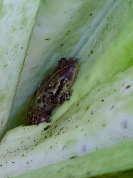 Ambatoharanana Whistling Frog (Cophyla tuberifera)
