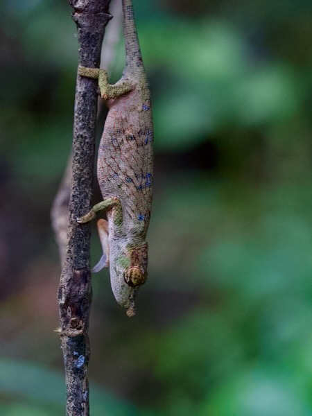 Angozongahy Nosed Chameleon (Calumma emelinae)