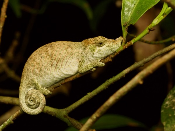 Angozongahy Nosed Chameleon (Calumma emelinae)