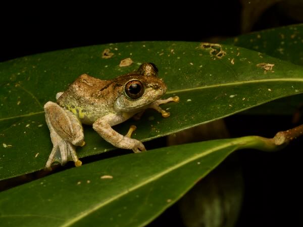 Warty Bright-eyed Frog (Boophis guibei)