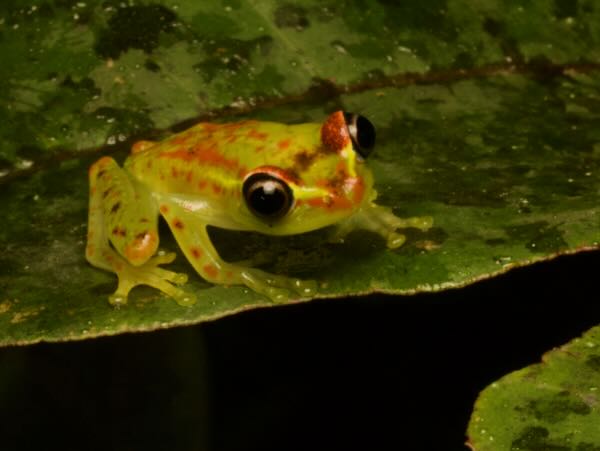 Bott’s Bright-eyed Frog (Boophis bottae)