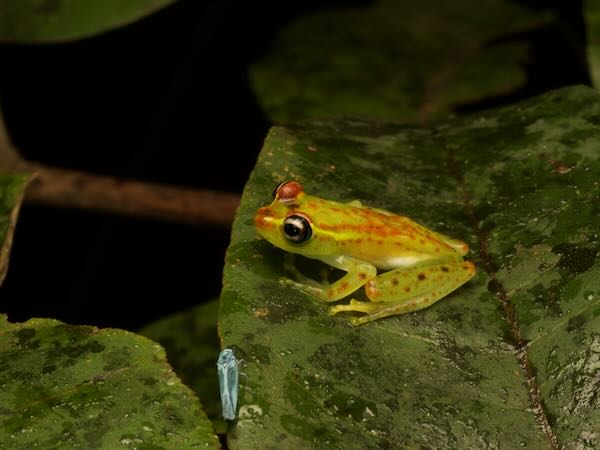 Bott’s Bright-eyed Frog (Boophis bottae)