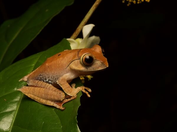 Beautiful small frog Boophis rhodoscelis Madagascar by Artush Foto