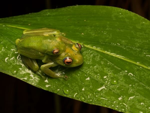 Ankafana Bright-eyed Frog (Boophis luteus)
