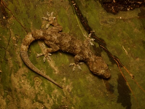 Farquhar Half-toed Gecko (Hemidactylus mercatorius)
