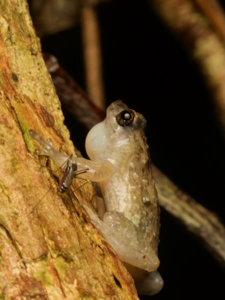 Boulenger’s Climbing Frog (Anodonthyla boulengerii)