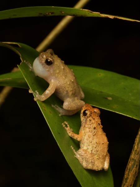 Boulenger’s Climbing Frog (Anodonthyla boulengerii)