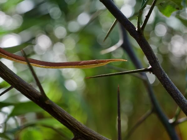 Malagasy Leaf-nosed Snake (Langaha madagascariensis)