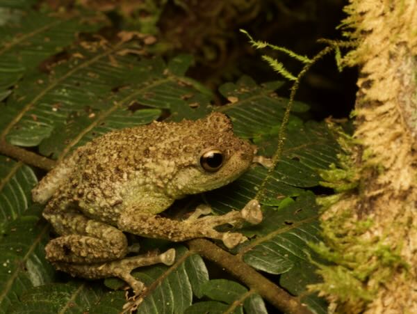 Boulenger’s Giant Treefrog (Cophyla grandis)