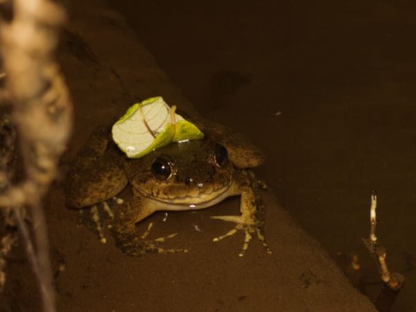 Grandidier’s Madagascar Frog (Mantidactylus grandidieri)