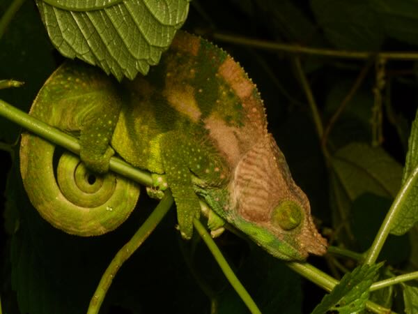 O’Shaugnessy’s Chameleon (Calumma oshaughnessyi)