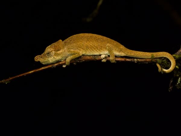 Deceptive Chameleon (Calumma fallax)