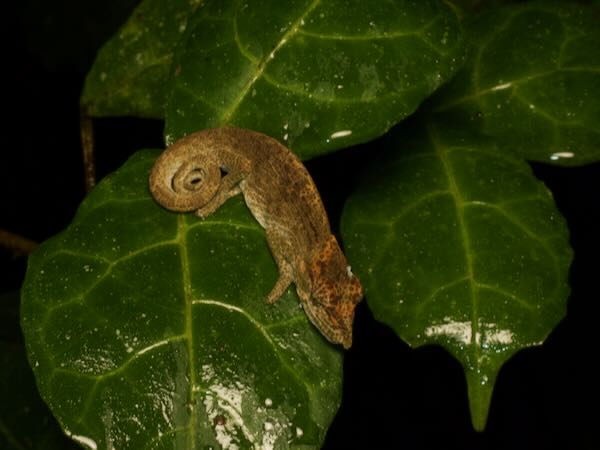 Deceptive Chameleon (Calumma fallax)