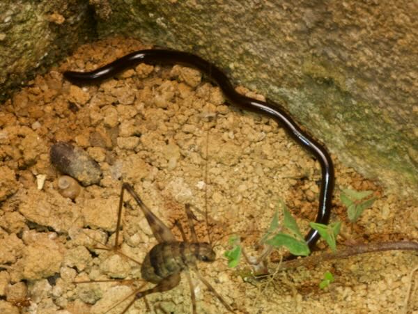 Brahminy Blindsnake (Indotyphlops braminus)