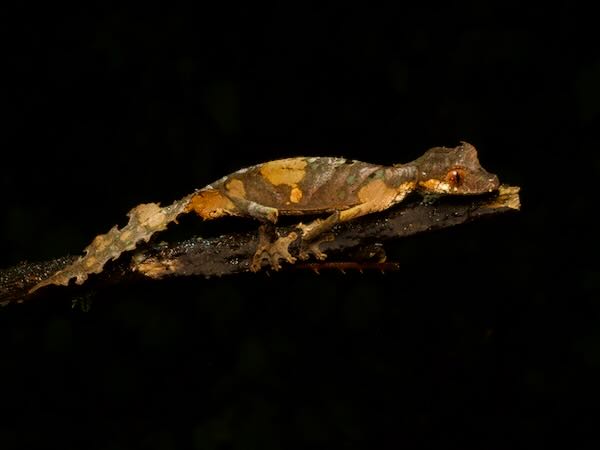 Satanic Leaf-tailed Gecko (Uroplatus phantasticus)