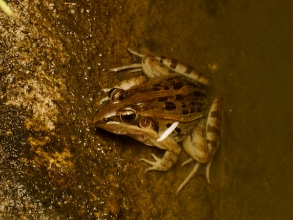 Mascarene Ridged Frog (Ptychadena mascareniensis)