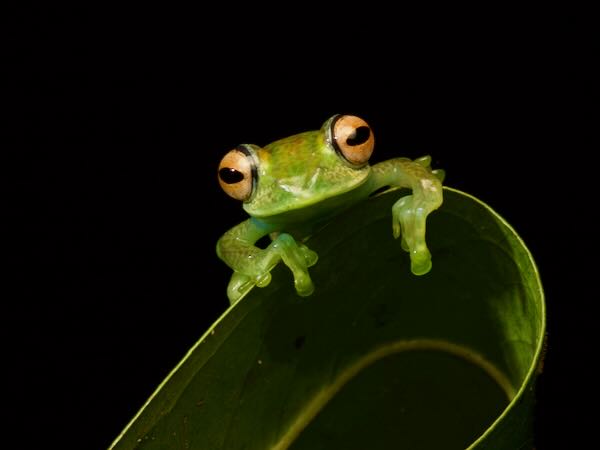 Elena’s Bright-eyed Frog (Boophis elenae)