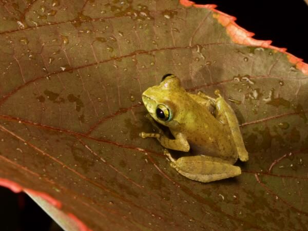 Ambohimitombo Bright-eyed Frog (Boophis majori)