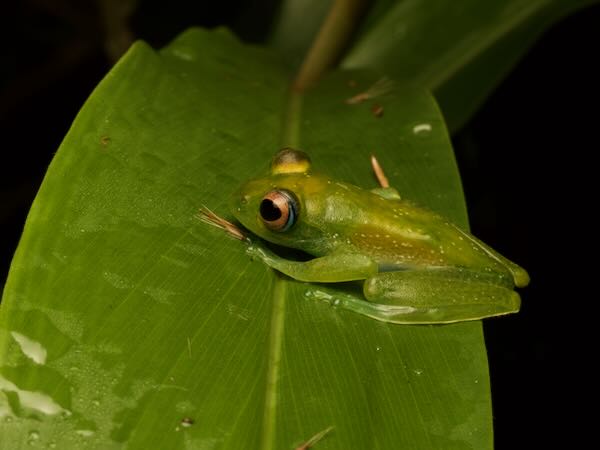 Elena’s Bright-eyed Frog (Boophis elenae)