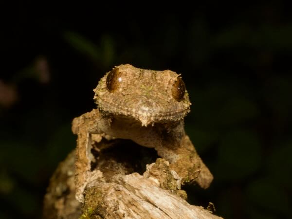 Southeastern Lowland Leaf-tailed Gecko (Uroplatus sameiti)