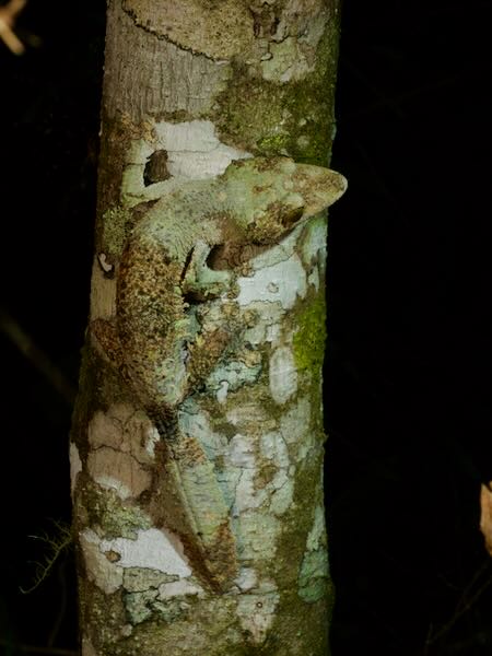 Southeastern Lowland Leaf-tailed Gecko (Uroplatus sameiti)