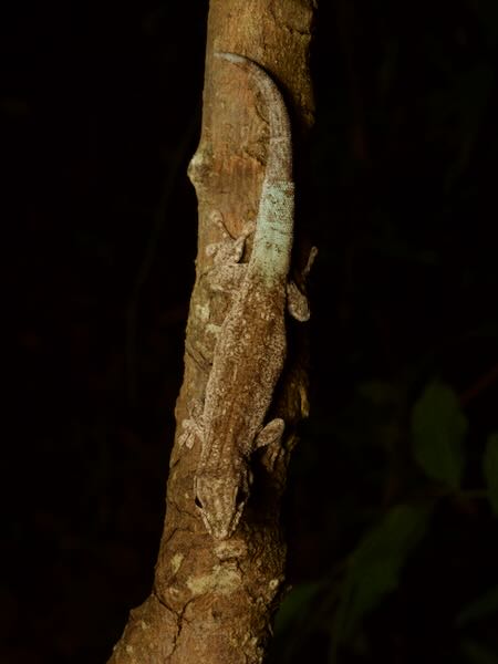 Anja Day Gecko (Phelsuma gouldi)