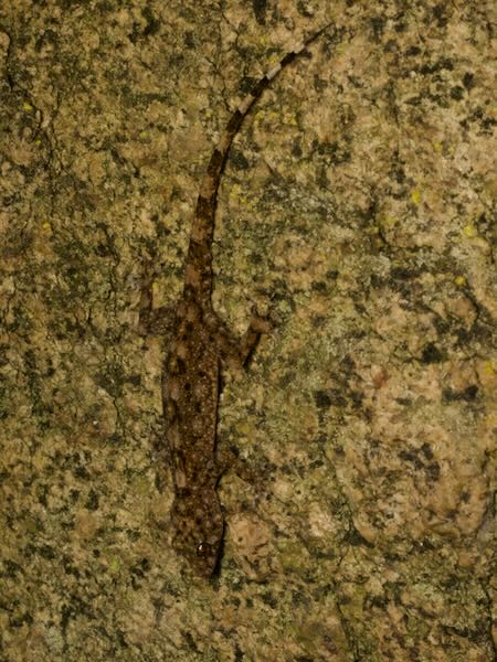 Anja Half-padded Gecko (Paragehyra felicitae)
