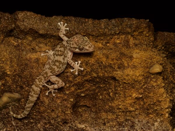 Betroka Leaf-toed Gecko (Paroedura guibeae)