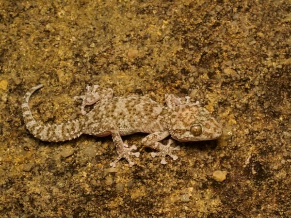 Betroka Leaf-toed Gecko (Paroedura guibeae)