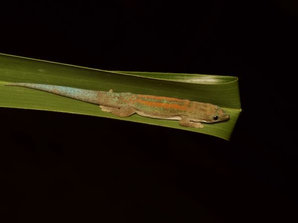 Modest Day Gecko (Phelsuma modesta leiogaster)
