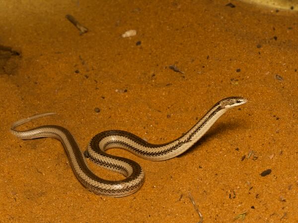 Toliara Smooth Snake (Liophidium chabaudi)