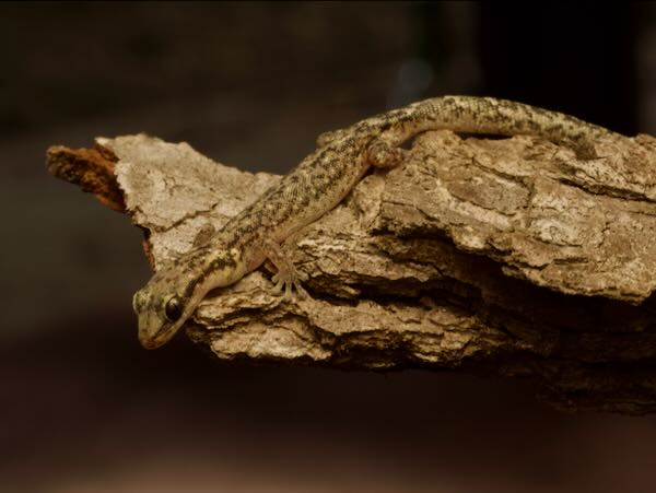 Toliara Ghost Gecko (Matoatoa brevipes)