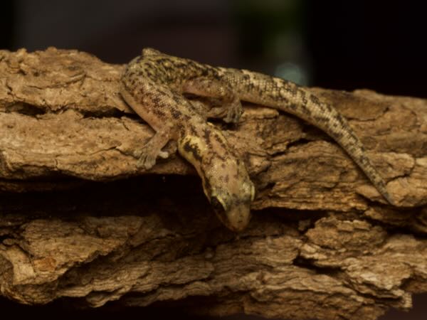 Toliara Ghost Gecko (Matoatoa brevipes)