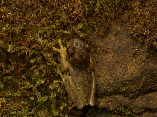 Copan Stream Frog (Ptychohyla hypomykter)