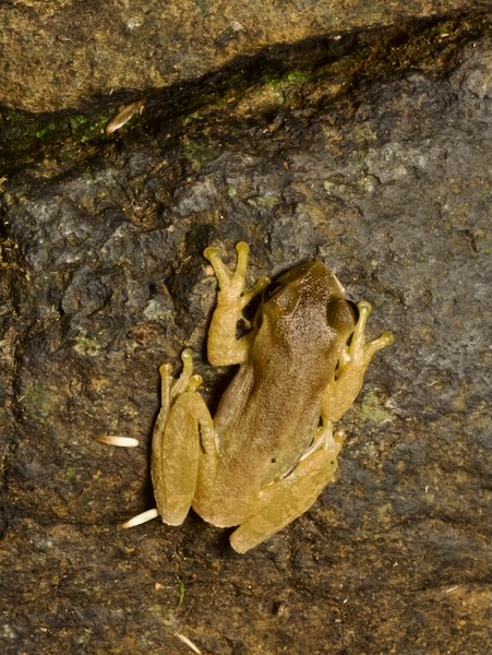 Copan Stream Frog (Ptychohyla hypomykter)