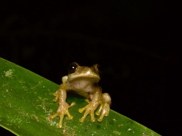Copan Stream Frog (Ptychohyla hypomykter)