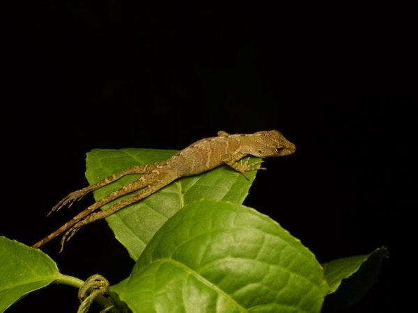 Stuart’s Anole (Anolis cobanensis)
