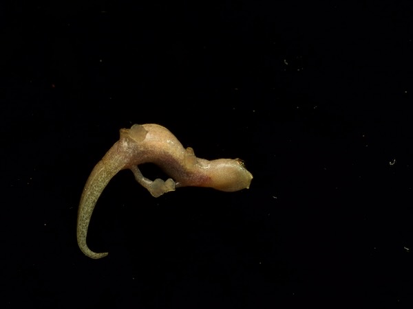 Rufescent Salamander (Bolitoglossa rufescens)