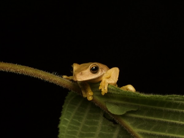 Copan Stream Frog (Ptychohyla hypomykter)