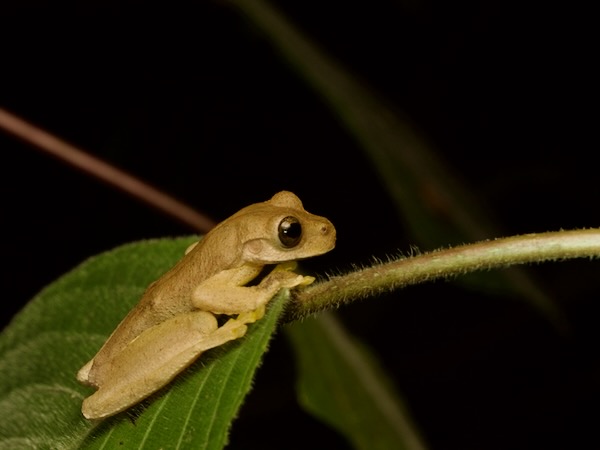 Copan Stream Frog (Ptychohyla hypomykter)