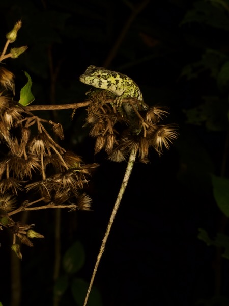 Peters’s Anole (Anolis petersii)