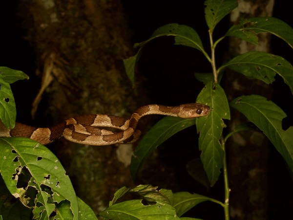 Common Blunt-headed Tree Snake (Imantodes cenchoa)