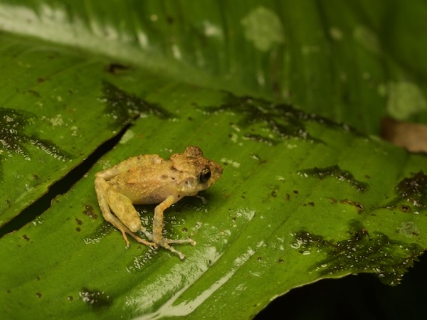 Stuart’s Robber Frog (Craugastor xucanebi)