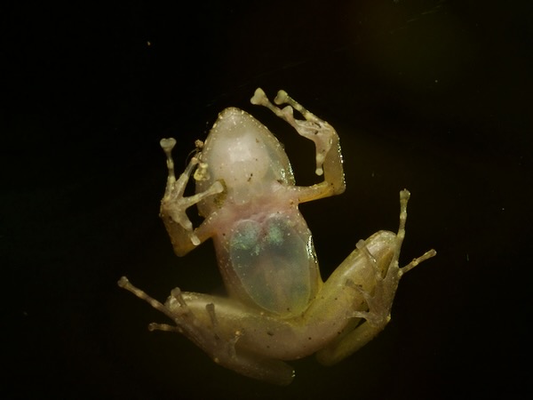 Stuart’s Robber Frog (Craugastor xucanebi)