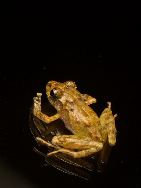 Stuart’s Robber Frog (Craugastor xucanebi)