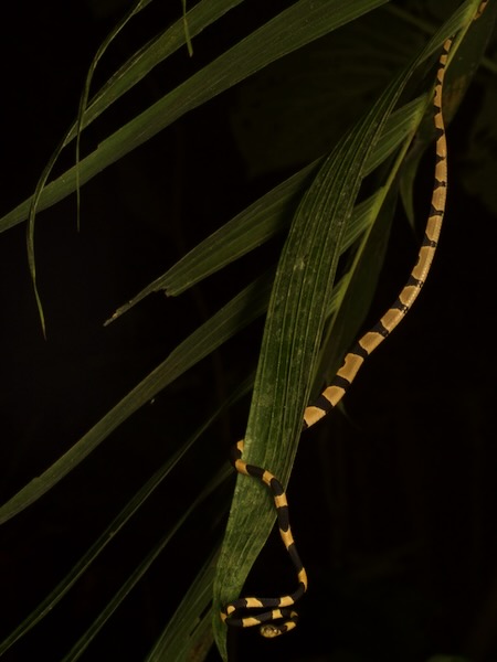 Common Blunt-headed Tree Snake (Imantodes cenchoa)