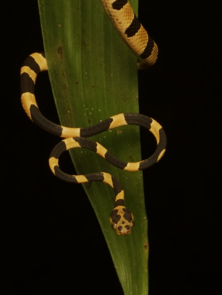 Common Blunt-headed Tree Snake (Imantodes cenchoa)