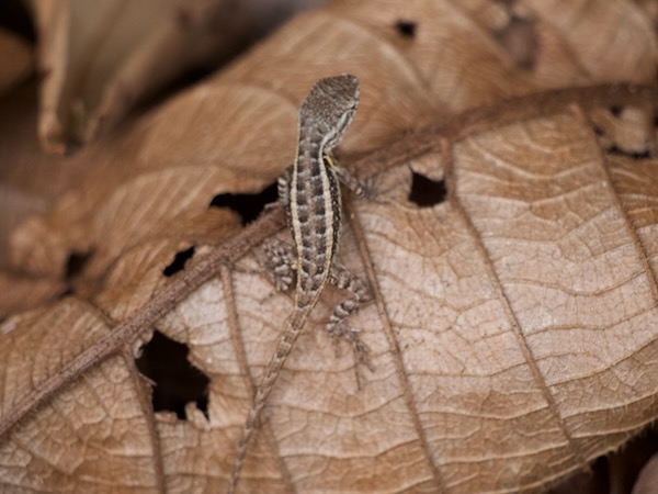 Rose-bellied Lizard (Sceloporus variabilis)