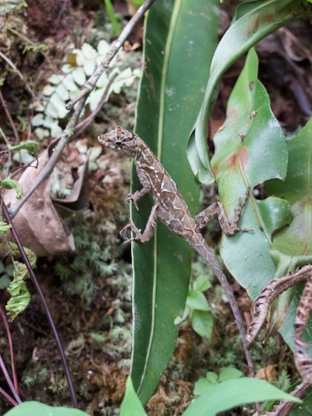 Ghost Anole (Anolis lemurinus)