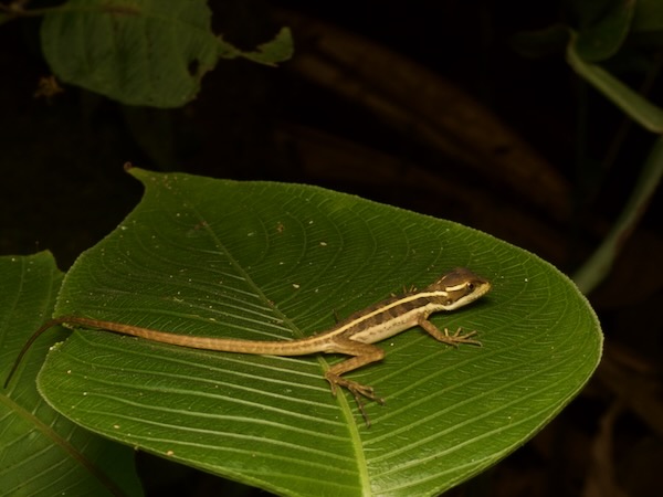 Brown Basilisk (Basiliscus vittatus)
